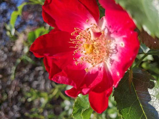Eine blühende Rose. Die Rose ist rot, offen, mit gelben Staubbeuteln und einer weißlichen Mitte. Die Blüte ist umgeben von Grün.