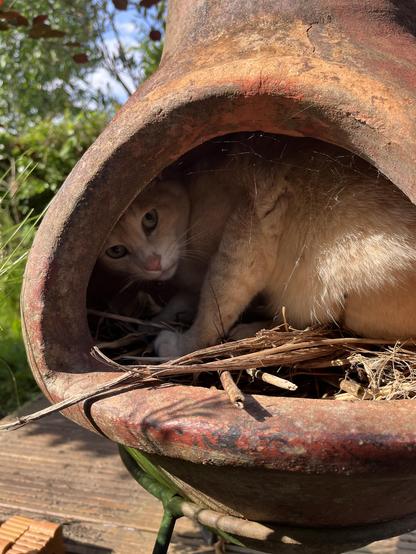 Turnip - a gingery blonde cat with stripes - climbs into a large terracotta chiminea