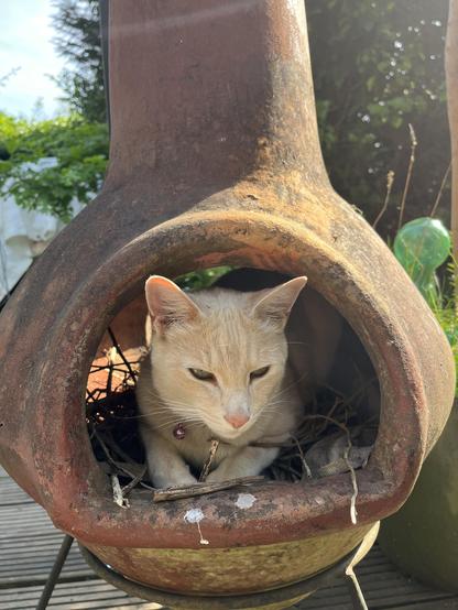 Turnip settles himself down amongst the dried sticks of the chiminea
