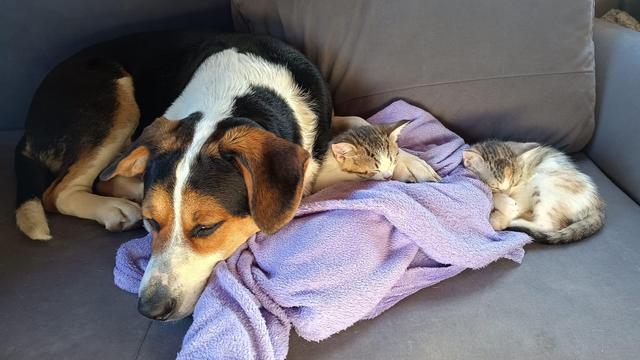 A tricolor bernese mix dog lies on a couch with two small kittens. One kitten is nestled closely under the dog’s paw, while the other sleeps curled up nearby on a purple blanket.