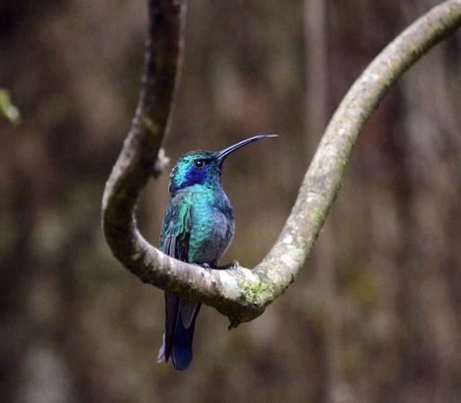Lesser violetear hummingbird