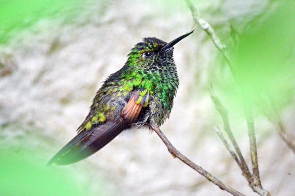 Stripe-tailed hummingbird