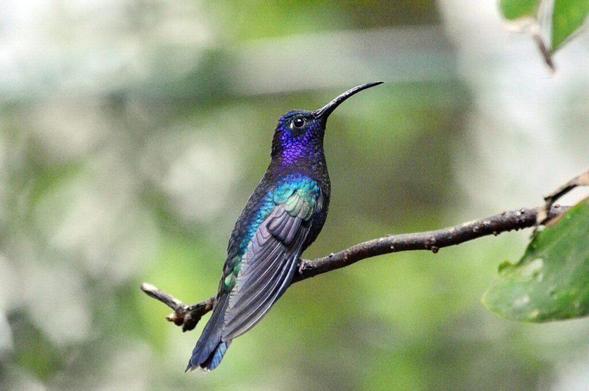 Lesser-violetear hummingbird