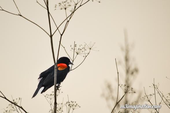 Sepulveda Basin Nature Preserve in the San Fernando Valley California