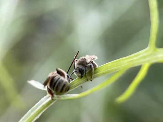 Two sleeping native bees cling to a stem. One faces camera. Other has back to camera. They are brown, fuzzy, striped abdomens, long antenna, and blue green eyes. Soft late afternoon light. (2024)