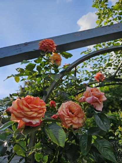 Eine blühende Kletterrose an einem Rosenbogen vor blauem Himmel