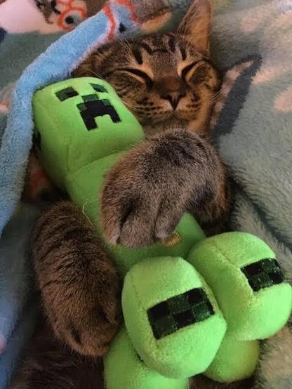 cat sleeping while holding a creeper plushie. in minecraft, creeper's will run away from cats.