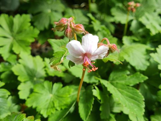 Geranium macrorhyzum