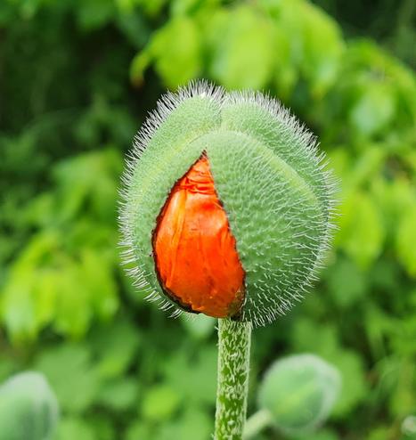 Papaver oriëntalis