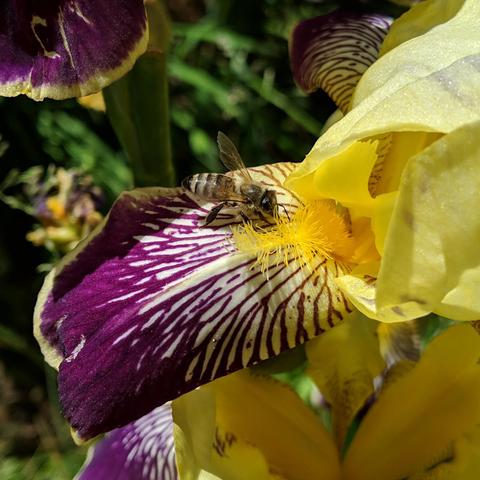 A bee on a bearded iris petal that has purple on white nectar guides. The bee is inspecting the furry part of the flower that is yellow. The bee is darker colored with blonde hair.