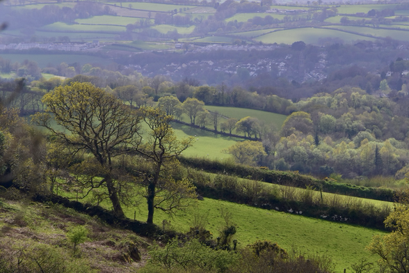 Greening oaks and a spring landscape.
