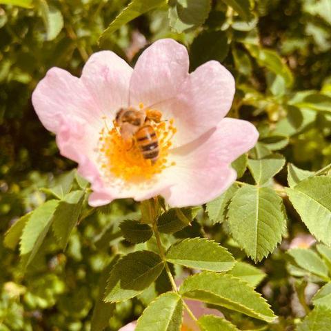 bee