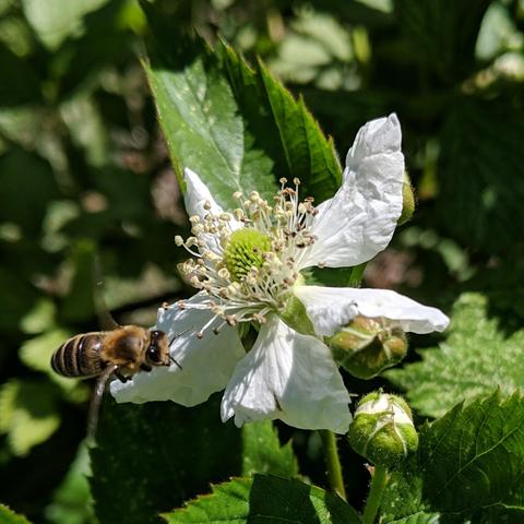 A honey bee in flight left of a blackberry flower. The flower has white petals, a green center, and some long bits with brown tips around the center. There are some unopened blossoms. The bee is dark with blonde hair.