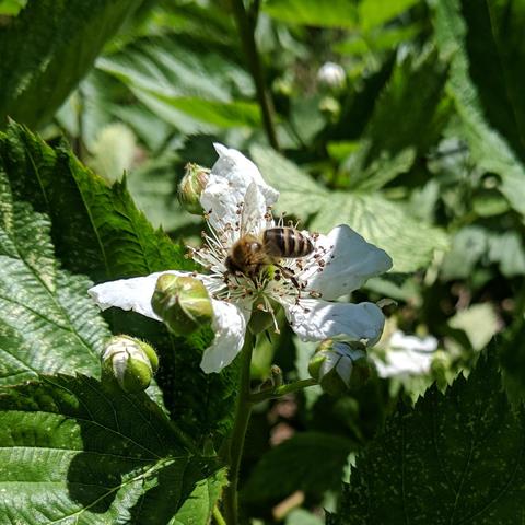 A dark colored honey bee on a blackberry flower.