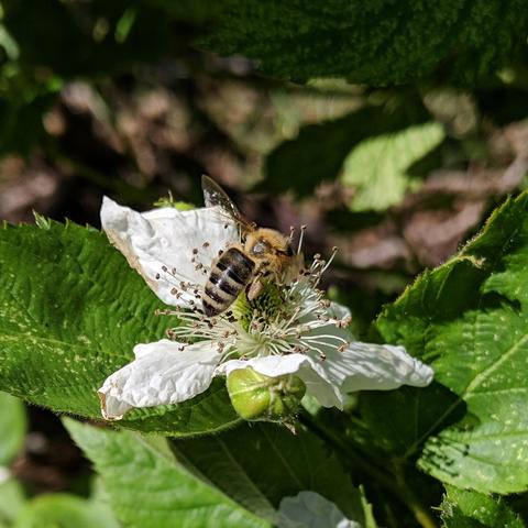 A dark colored honey bee with blonde hair on a blackberry flower that has large white petals.