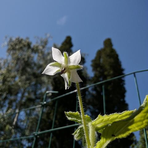 A photo taken from ground level looking up showing a white borage flower. In the background is the top of a  silver birch and arborvitae with blue sky. There is green fencing behind the borage plant.
