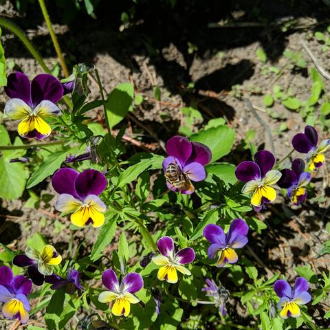 Several viola tricolor flowers and one honey bee. The bee is sort of dark but has and orange or golden patch on it's abdomen and blonde hair.