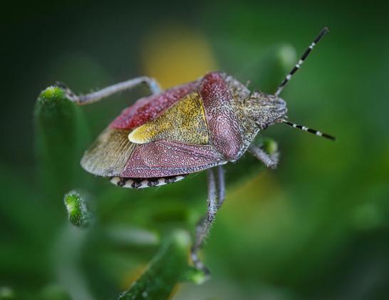 A small shieldbug sitting on some greenery. The bug has several reddish sections, with a yellow-green central shield on its back. There is a black and white frilled section just visible and the bug is very textured with small black dots. 
