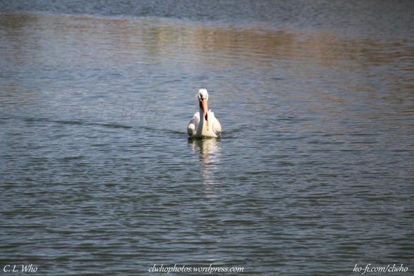 A Pelican in the water.