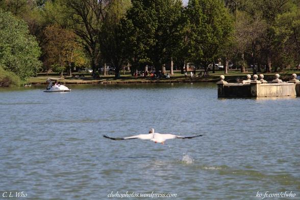 The Pelican in flight taking off.