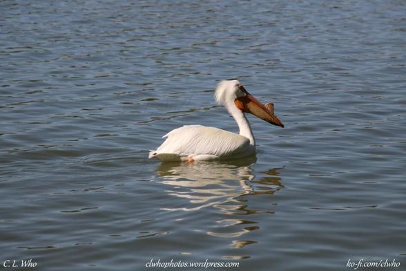 The Pelican in profile.