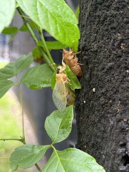 A periodical cicade, one of the three 17-year species in genus Magicicada, emerging from its nypmh shell.