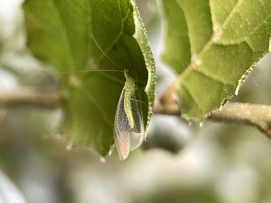 A tiny lacewing tucked under a holly leaf. Its transparent wings shimmer a bit in reflecting sunset. 