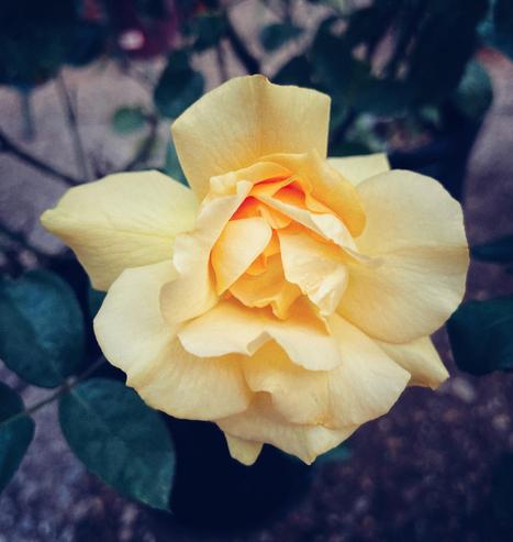 photograph of a yellow rose