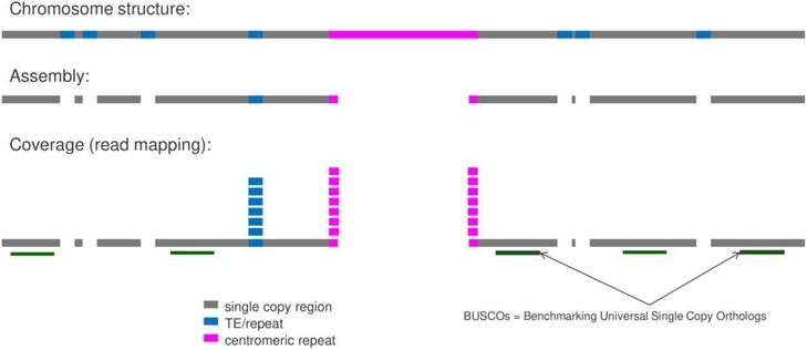 Concept of MGSE for the estimation of a genome size based on a read mapping. See https://doi.org/10.1186/s12864-025-11640-8 for details