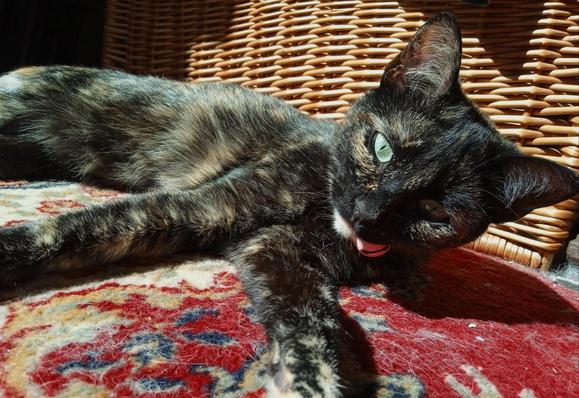 A small tortoiseshell cat, lying flat on a red carped in the sunshine. Her head is tilted, ears forward and green eyes peering with curiosity. Her legs seem too long, positioned awkwardly Iike a puppet.
