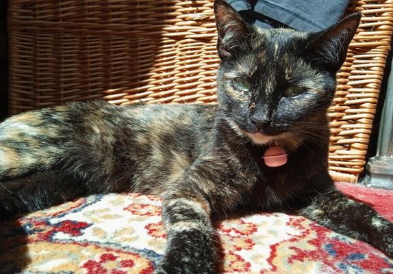 Same cat, now sitting upright and looking vaguely normal and cat-like.