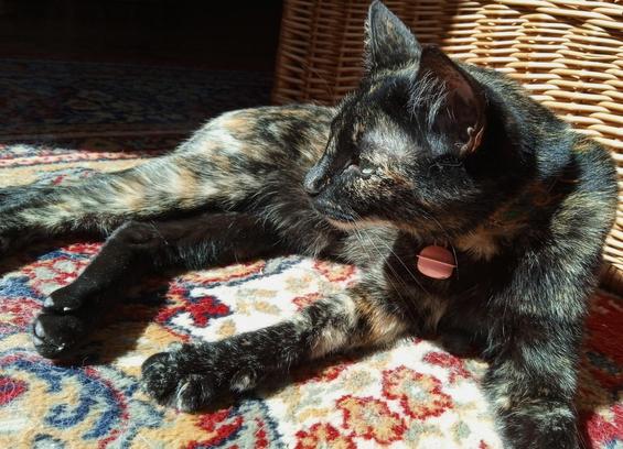 Cat is now turned to face left. Her shoulder sticking out, body looks like a bag full of loose sticks. This is a normal healthy cat, she just looks weird.