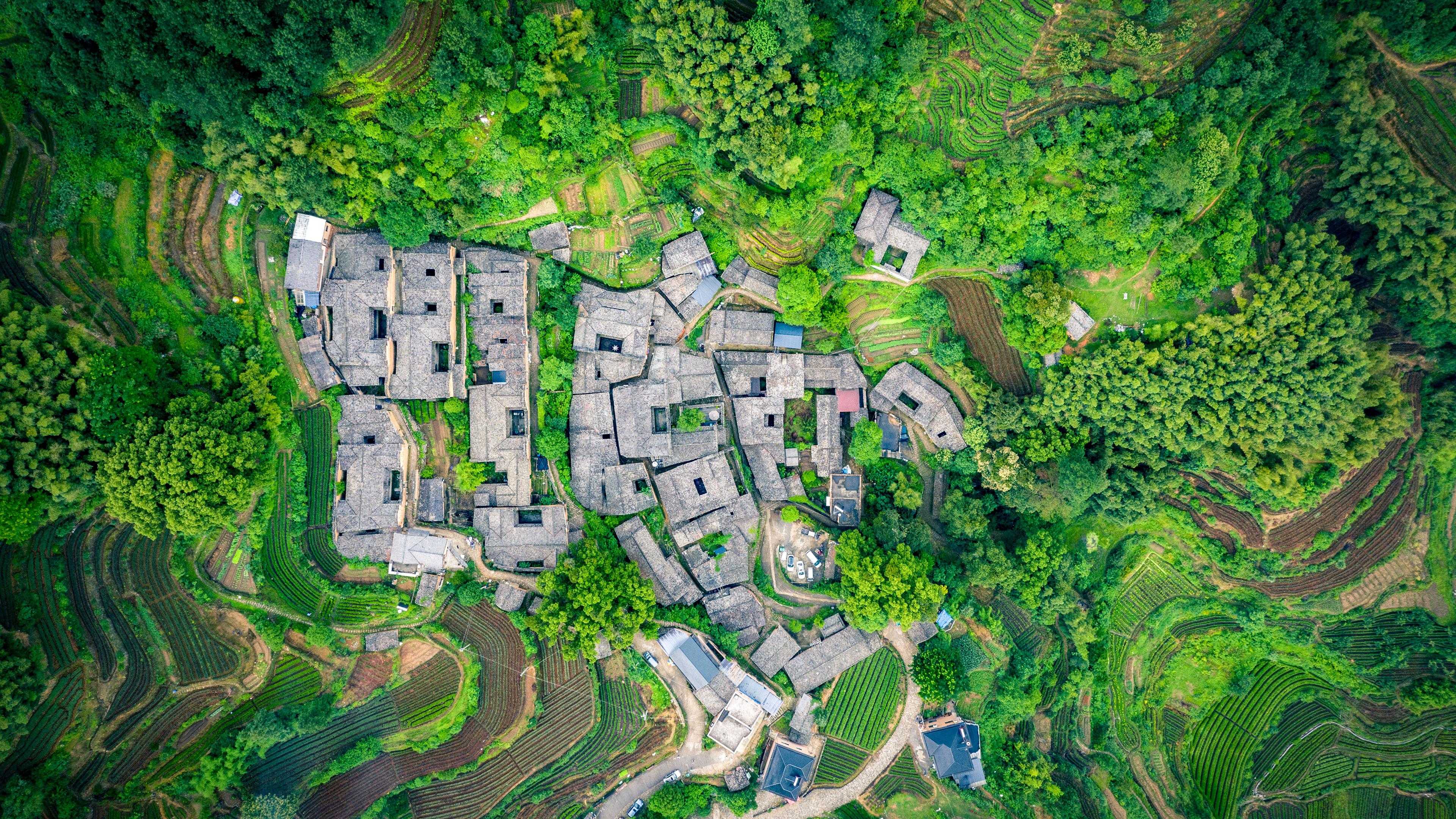 Tea garden at Yangjiatang Village, Songyang County, China Tea garden at Yangjiatang Village, Songyang County, China