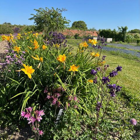 A flower bed filled with pink and purple columbines and yellow day-lilies fills the foreground of the photo, lit by bright sunshine. Beyond there is lawn, more flower beds with blue flowers in them, a tree, the red brick walls and a cloudless blue sky. 