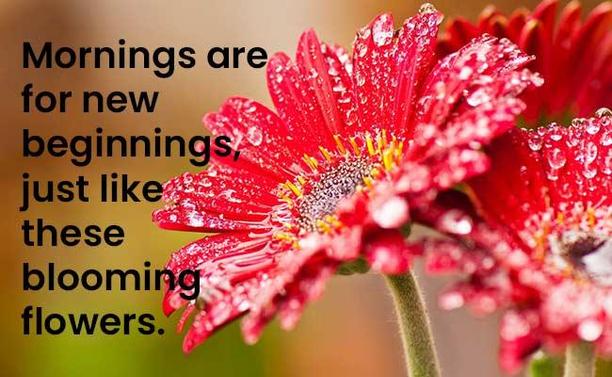 Number 9 on the list.  I like it because everyday is a new beginning and i'm always starting each morning with a fresh brand new start

Source: https://www.floweraura.com/blog/best-good-morning-flowers-quotes-with-images