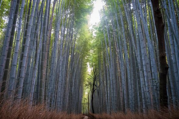 A serene path runs through the Arashiyama Bamboo Forest in Kyoto, Japan. Tall, dense bamboo stalks rise vertically on both sides, with sunlight filtering through the green canopy above. A single, dark tree stands out in the centre of the path, adding contrast to the vertical lines of bamboo.