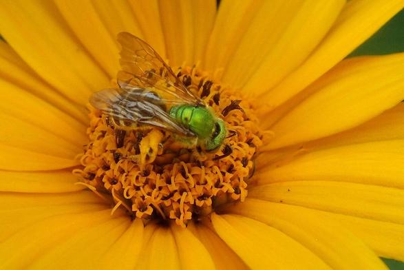 Green metallic bee on the false sunflowers.