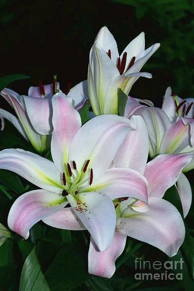 Photography by Kaye Menner Photography. 
https://kaye-menner.pixels.com/featured/pastel-pink-stargazers-2-by-kaye-menner-kaye-menner.html

Lilium 'Stargazer' (the Stargazer lily) is a hybrid lily of the Oriental group.

Oriental lilies are known for their fragrant perfume, blooming mid-to-late summer. Stargazers are easy to grow and do best in full sunlight. They have a fast growth rate and should be planted in full sun in well drained loamy or sandy soil. When mature, Stargazers can grow to a height of 36 inches with a spread of 12 to 16 inches with 4 to 5 flowers per stem.

The Stargazer lily was created in 1974 by Leslie Woodriff, a lily breeder in California. Woodriff called the new cross 'Stargazer', because the blooms faced towards the sky.

The ASPCA reports this plant as being toxic to cats. They are said to cause vomiting, inappetence, lethargy, kidney failure, and even death. Cats are the only species known to be affected.

THE FINE ART AMERICA LOGO WILL NOT APPEAR ON PURCHASED PRINTS OR PRODUCTS. 