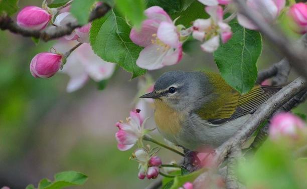Tennessee Warbler 