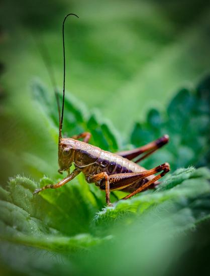 A close-up picture of a small cricket nestled in some out of focus greenery. The cricket has a light beige back with darker brown strips down its flanks, with orange brown legs. It has two large antennae, one in focus, the other not.