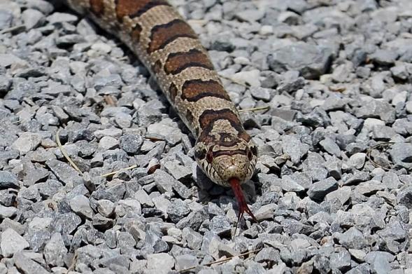 Eastern Milksnake in Rouge National Urban Park near Toronto, Canada. 