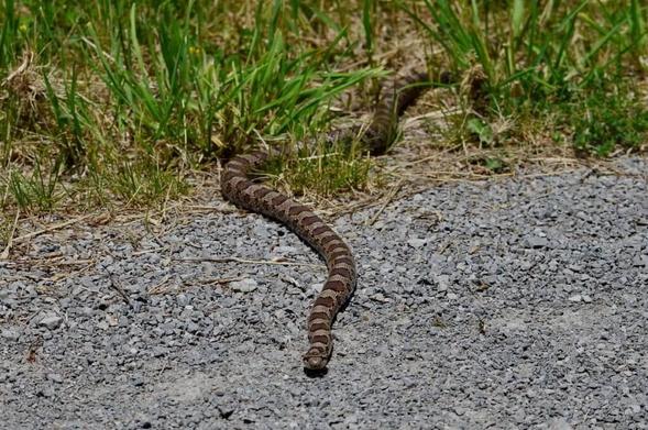 Eastern Milksnake in Rouge National Urban Park near Toronto, Canada. 