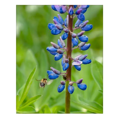 A field lupine is seen in the picture up close. As a field bumblebee flies towards it and soon lands on one of the flowers.