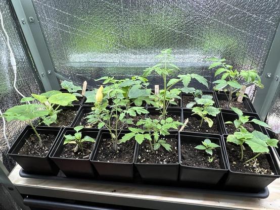Plants in containers. 