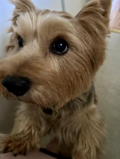 Freyja, A hungry Norwich Terrier with big brown eyes trying to get my attention.