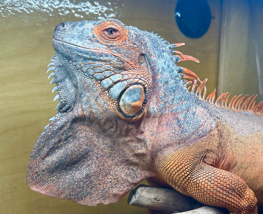 A majestic albino green iguana 