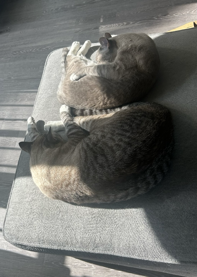 Two cats napping next to each other on a couch