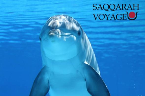 https://saqqarah-voyage.fr/nager-avec-les-dauphins-a-hurghada-2025/