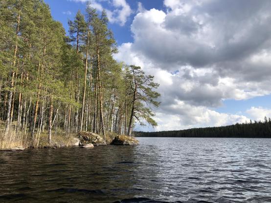 Tall pine forests and rocks on a lake shore.