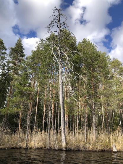 An ancient dead pine tree on a lake shore. Fresh pine forests grow behind it. The sky is cloudy but blue.